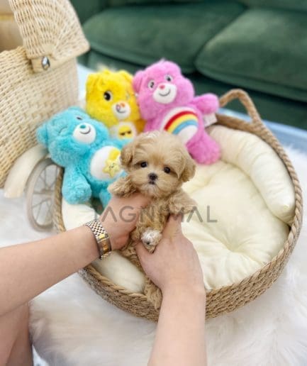 Maltipoo puppy for sale, dog for sale at Tagnimal