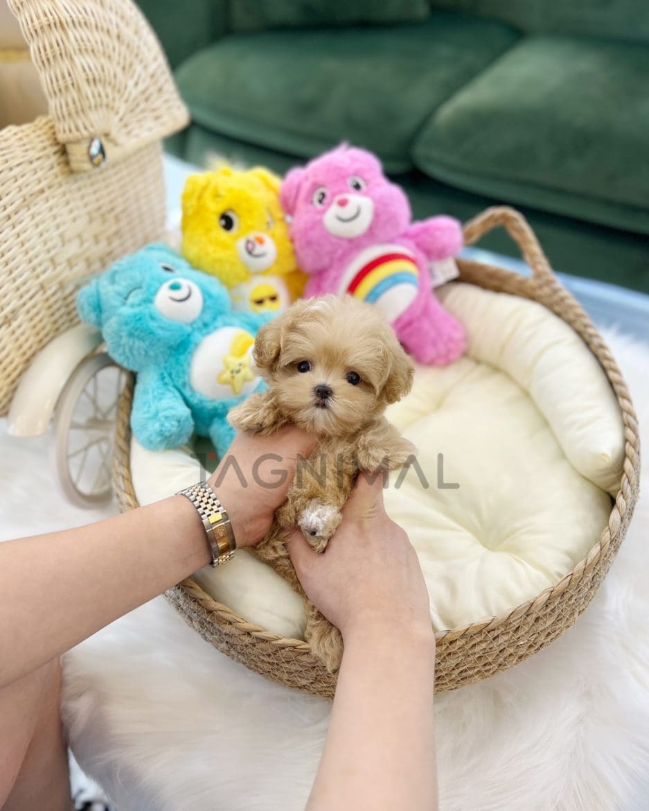 Maltipoo puppy for sale, dog for sale at Tagnimal