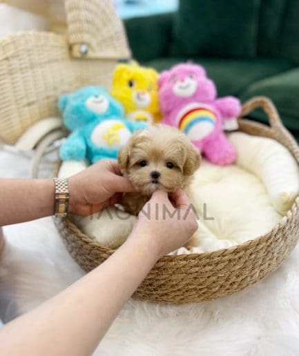 Maltipoo puppy for sale, dog for sale at Tagnimal