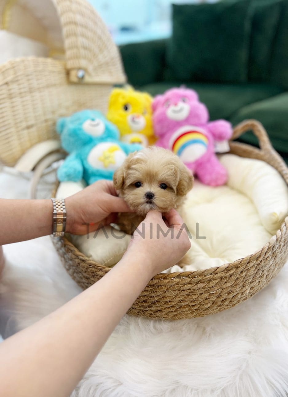 Maltipoo puppy for sale, dog for sale at Tagnimal