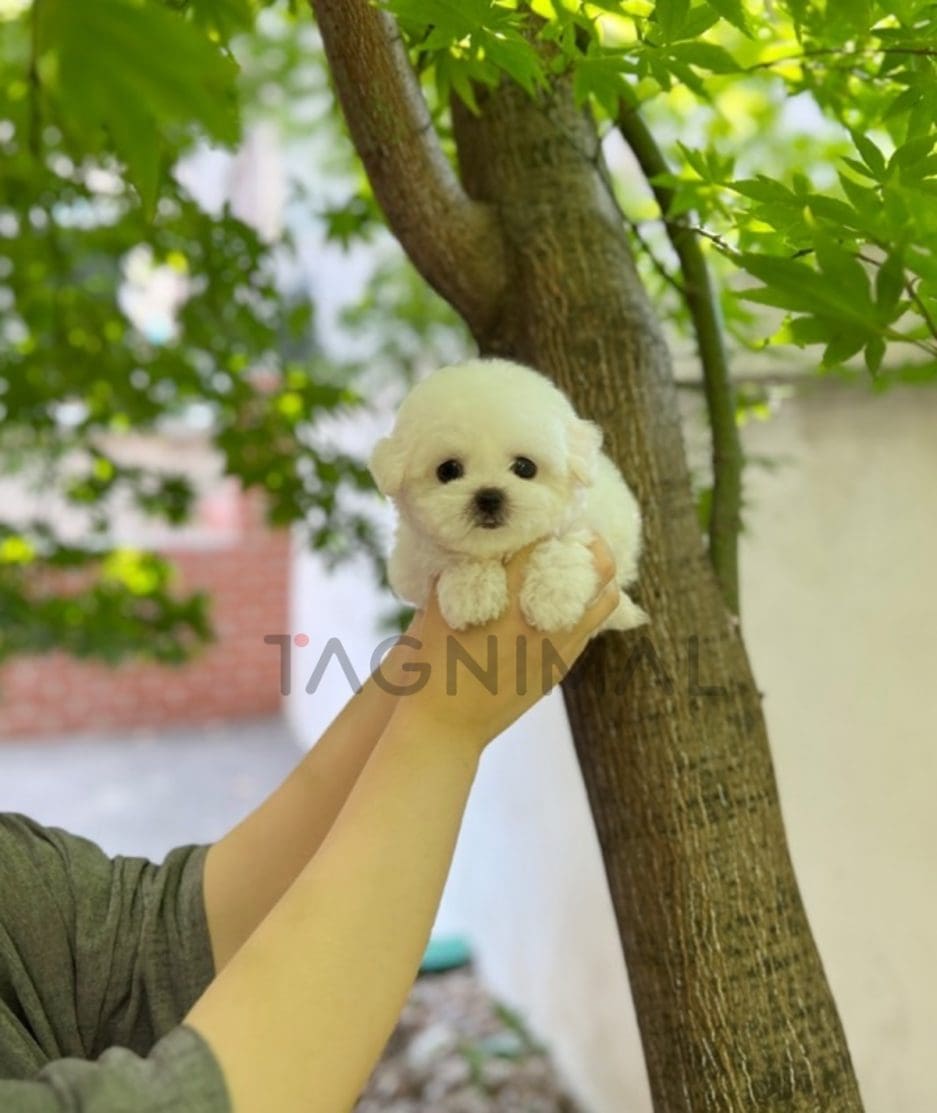 Bichon puppy for sale, dog for sale at Tagnimal