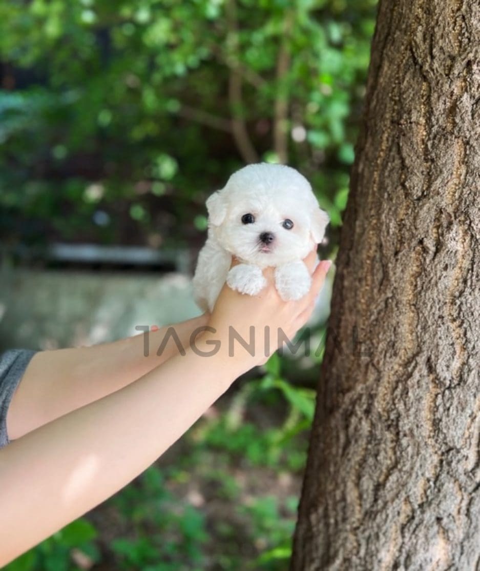 Bichon puppy for sale, dog for sale at Tagnimal