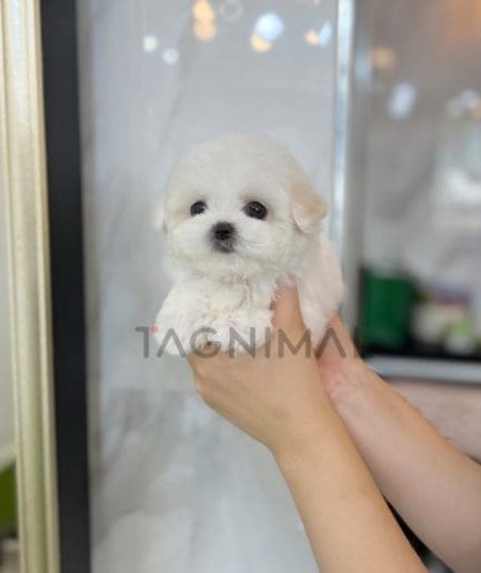 Bichon puppy for sale, dog for sale at Tagnimal