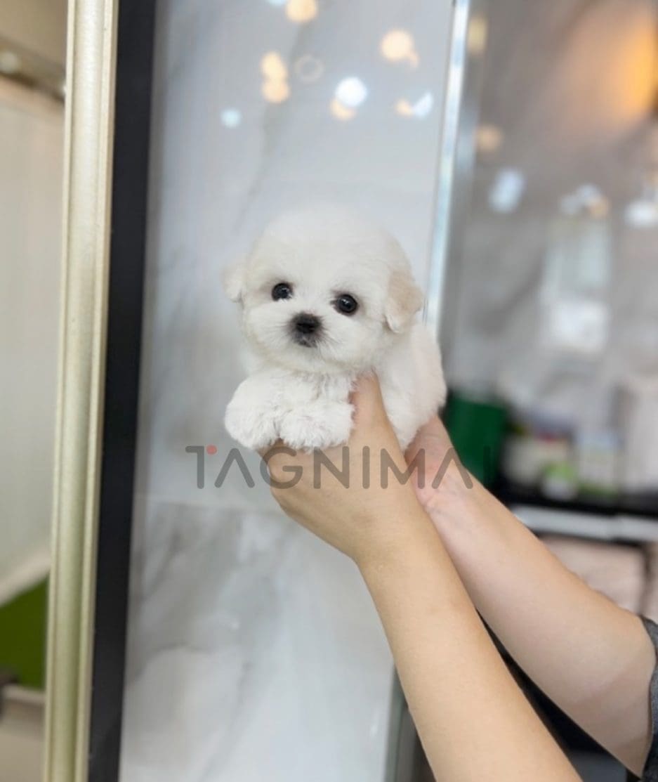 Bichon puppy for sale, dog for sale at Tagnimal