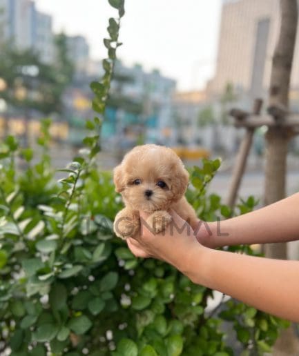 Maltipoo puppy for sale, dog for sale at Tagnimal