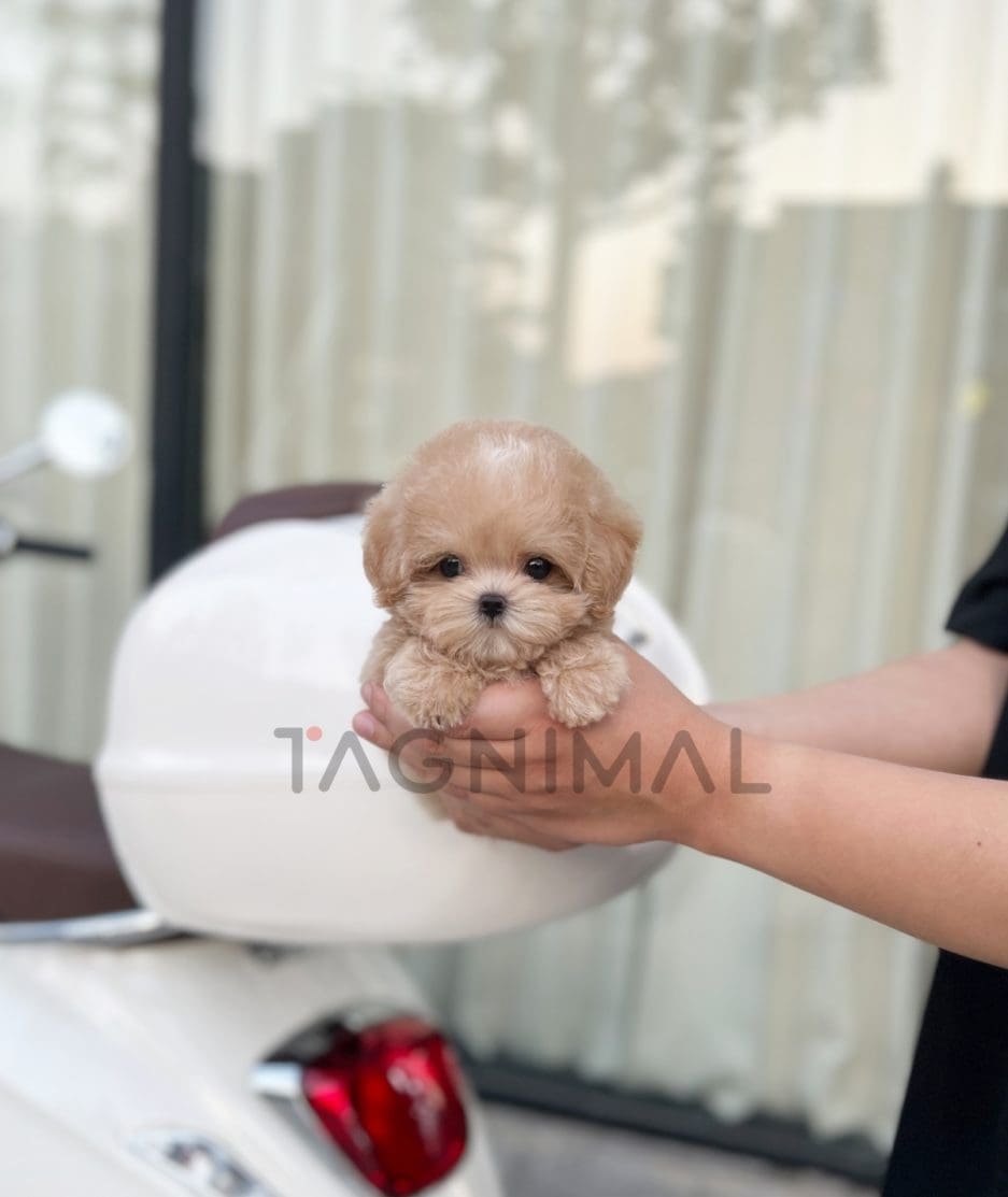 Maltipoo puppy for sale, dog for sale at Tagnimal