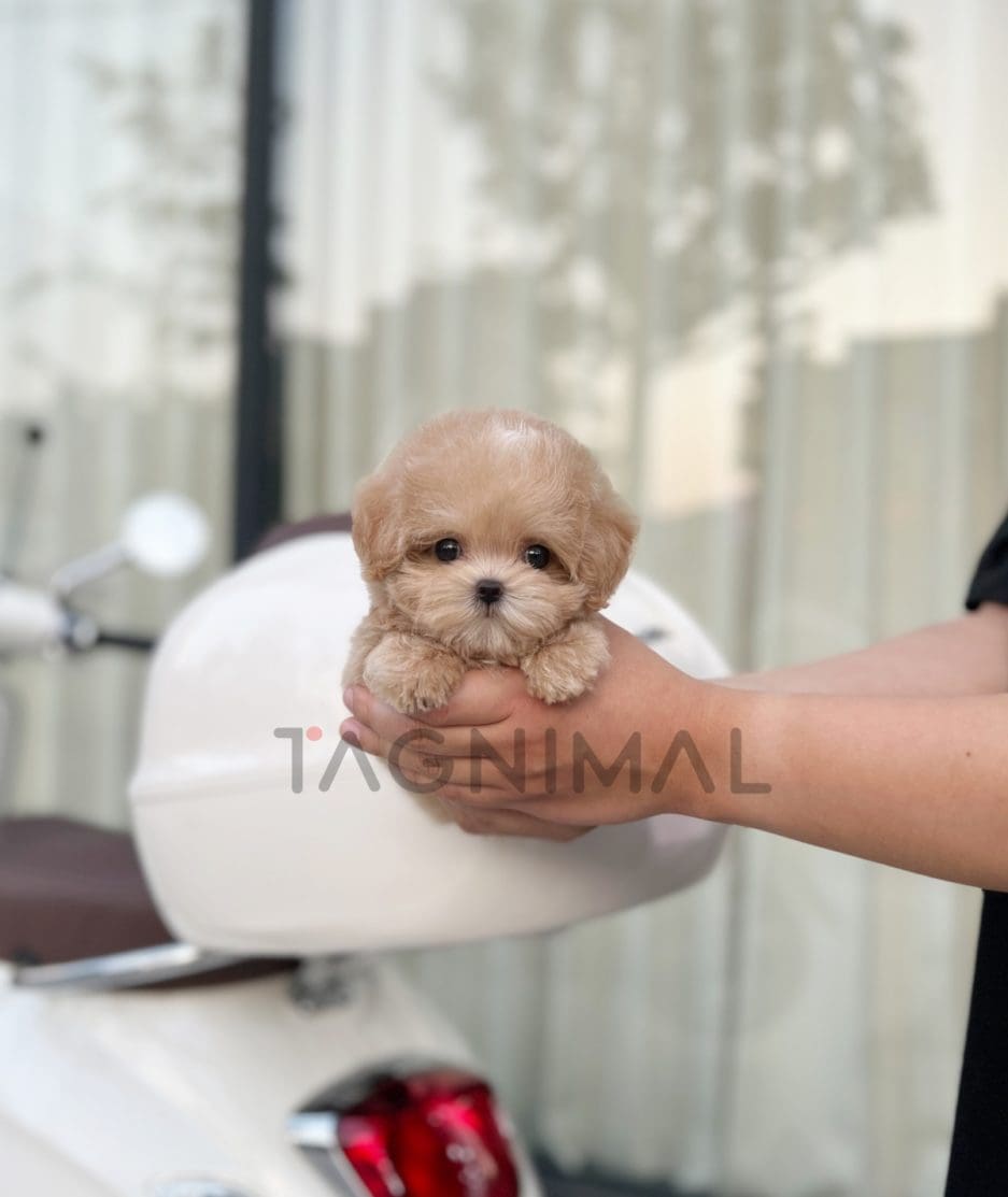 Maltipoo puppy for sale, dog for sale at Tagnimal