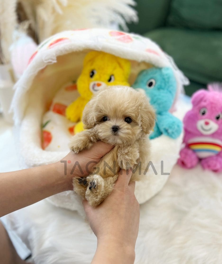 Maltipoo puppy for sale, dog for sale at Tagnimal