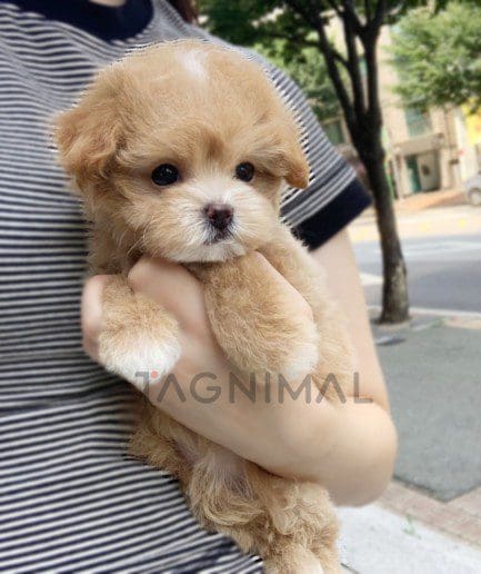 Maltipoo puppy for sale, dog for sale at Tagnimal