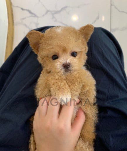 Maltipoo puppy for sale, dog for sale at Tagnimal