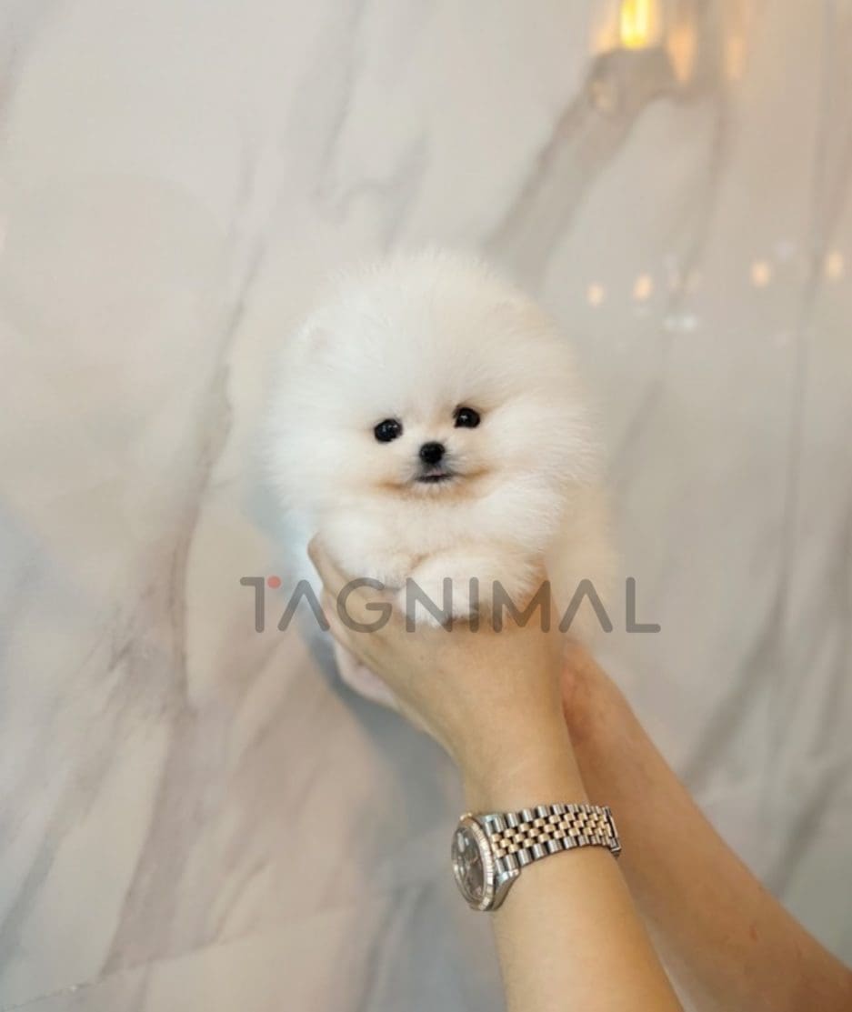 Pomeranian puppy for sale, dog for sale at Tagnimal