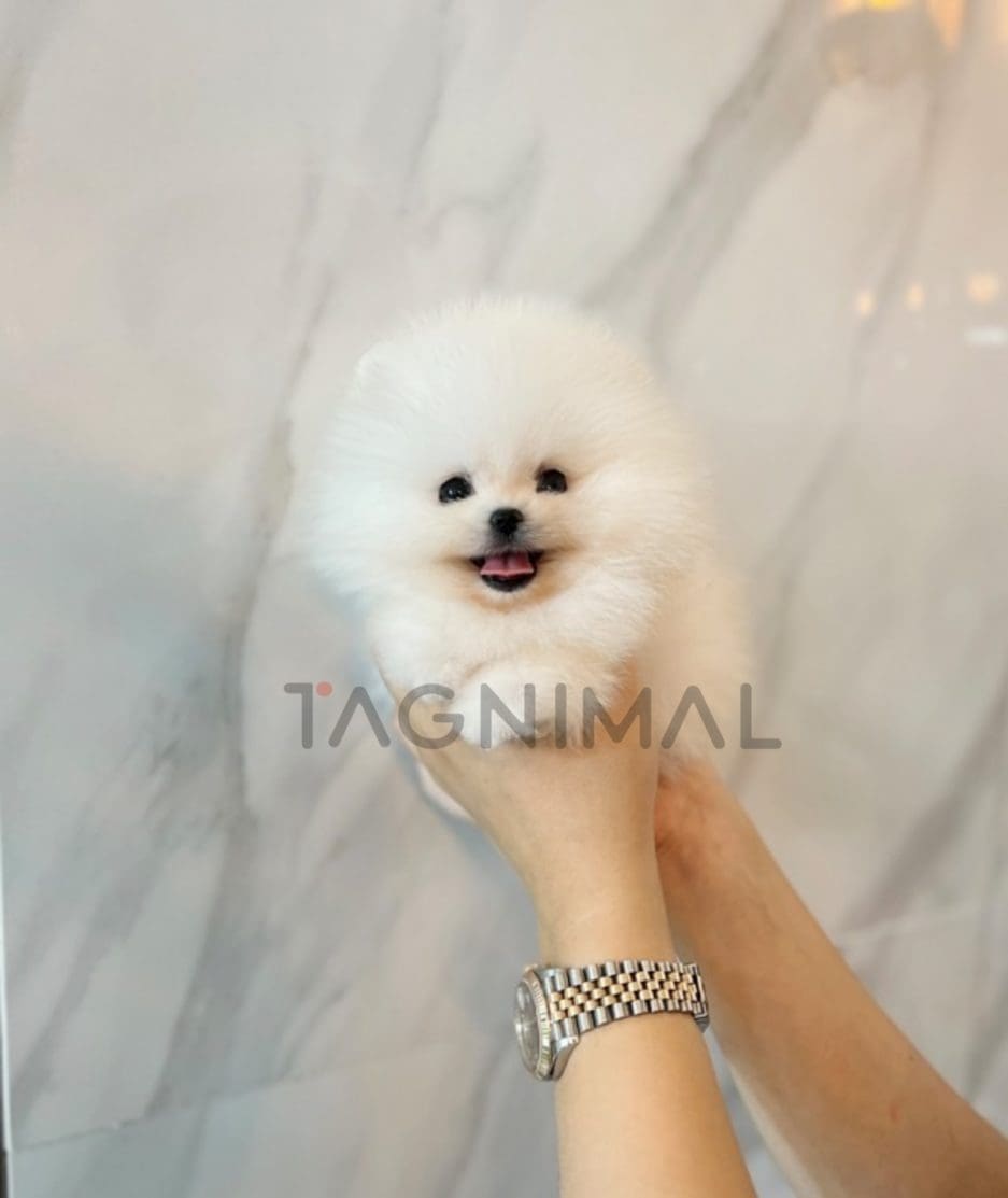 Pomeranian puppy for sale, dog for sale at Tagnimal