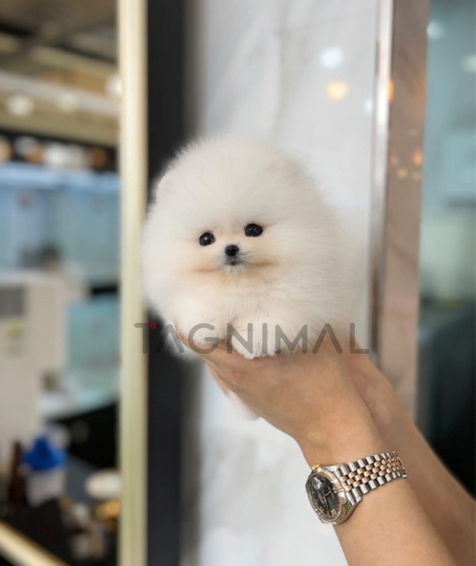 Pomeranian puppy for sale, dog for sale at Tagnimal