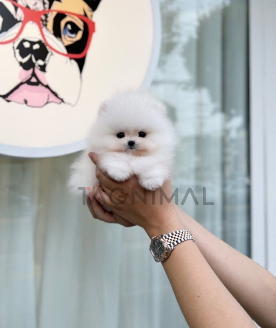 Pomeranian puppy for sale, dog for sale at Tagnimal