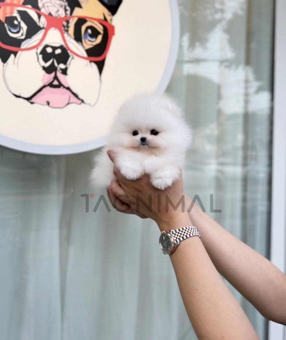 Pomeranian puppy for sale, dog for sale at Tagnimal