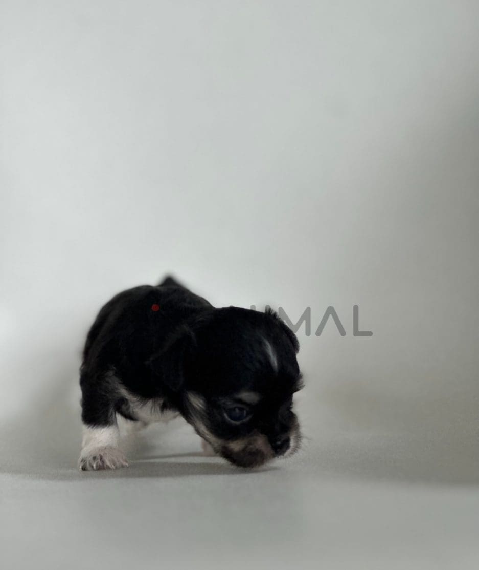 Malchi puppy for sale, dog for sale at Tagnimal