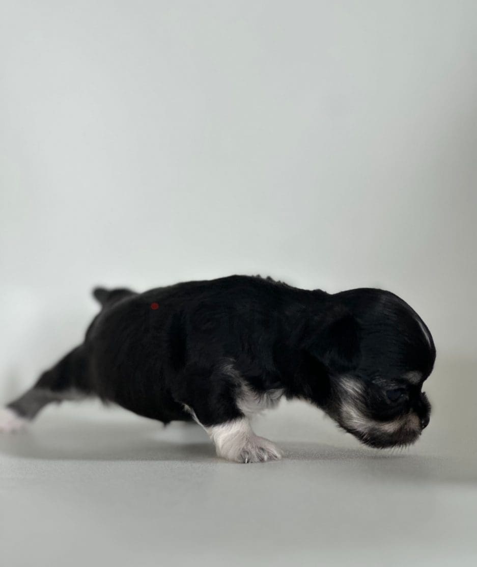 Malchi puppy for sale, dog for sale at Tagnimal