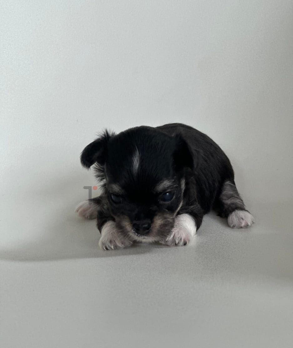 Malchi puppy for sale, dog for sale at Tagnimal