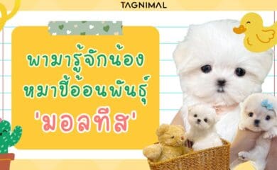 มารู้จักน้องสายพันธุ์มอลทีสบล็อก ซื้อมอลทีสได้ที่ Tagnimal