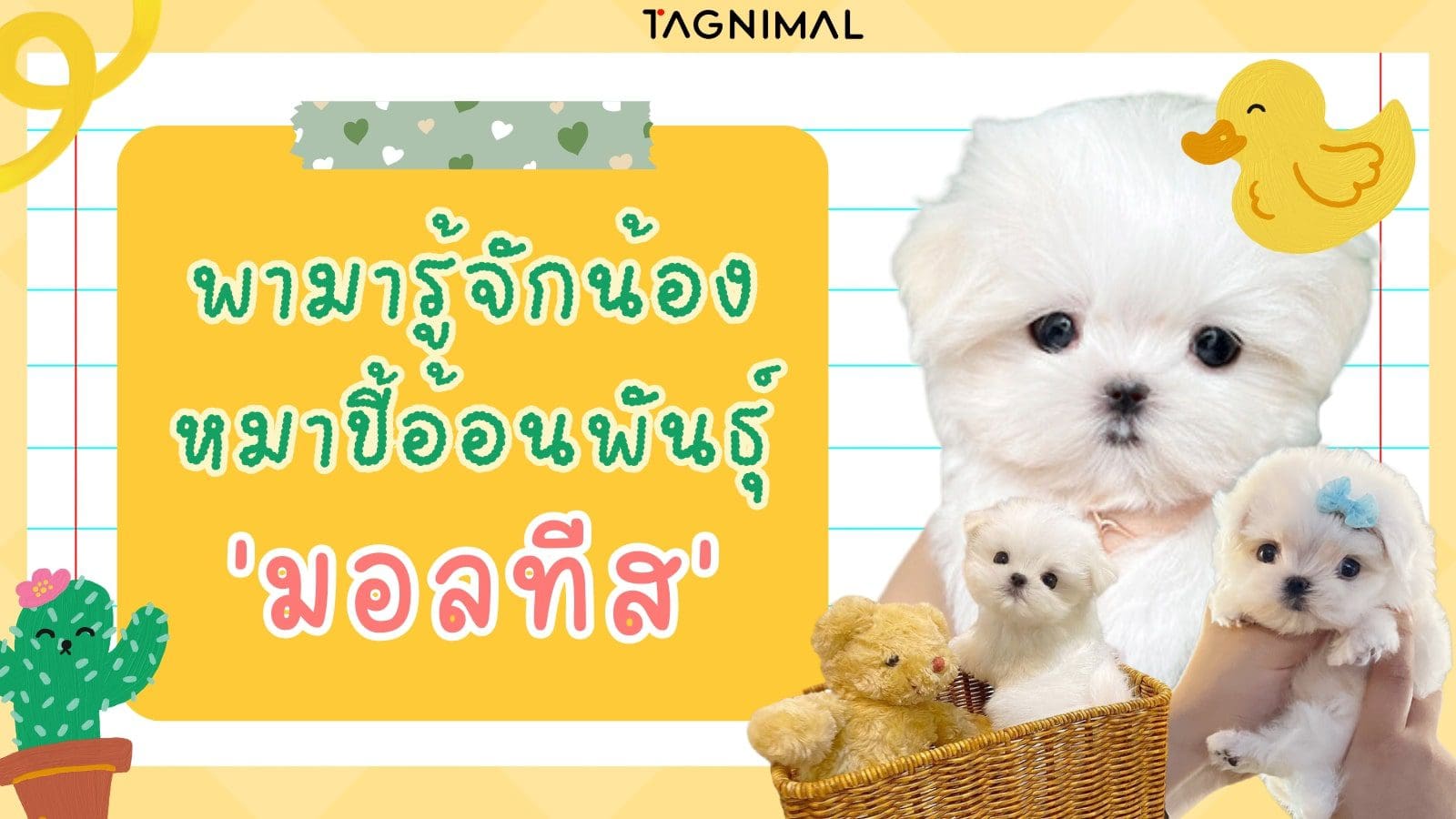 มอลทีส แสนน่ารัก