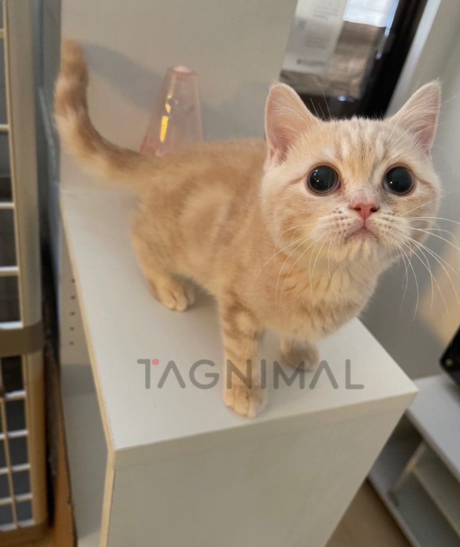 British shorthair kitten for sale, cat for sale at Tagnimal