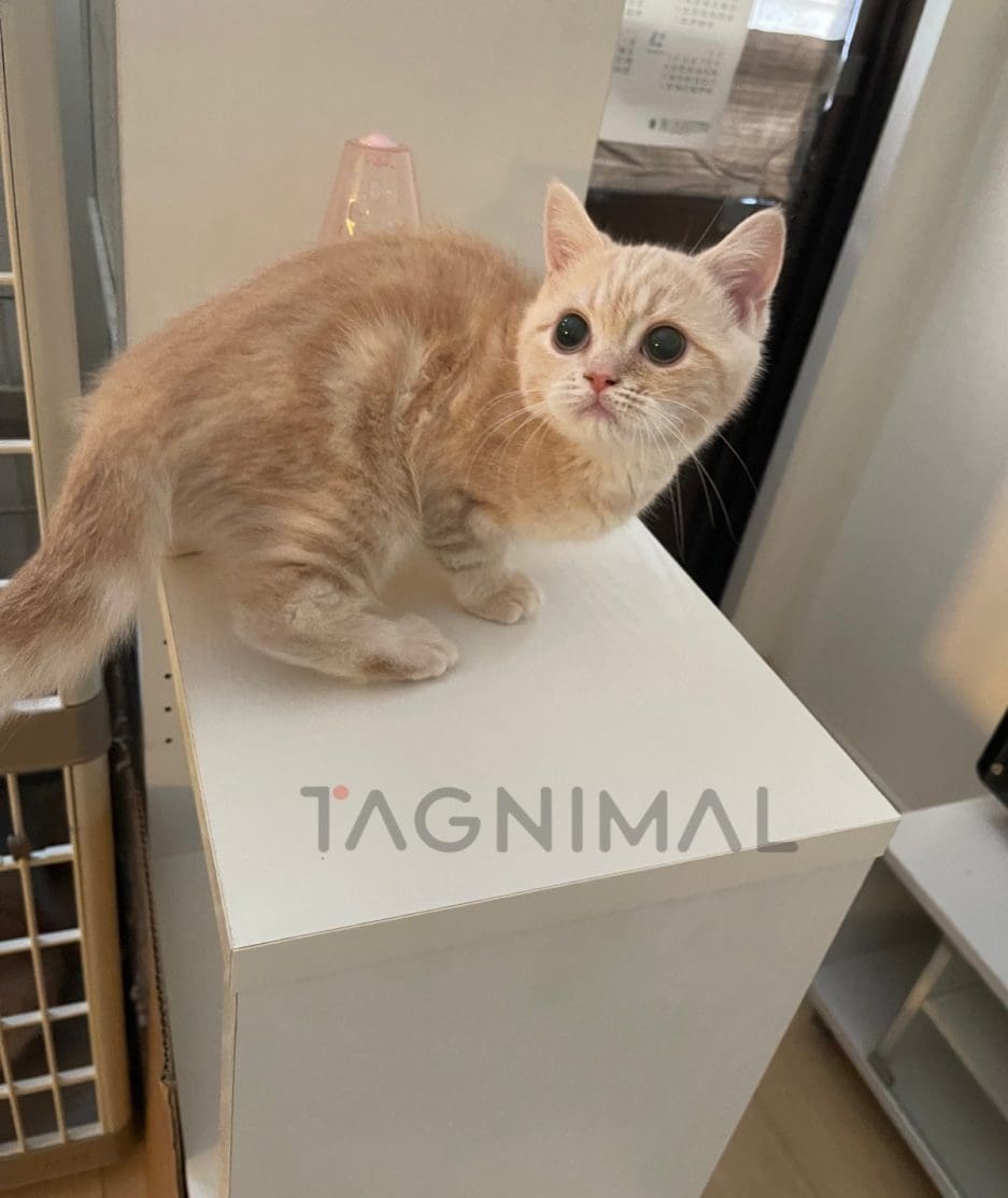 British shorthair kitten for sale, cat for sale at Tagnimal