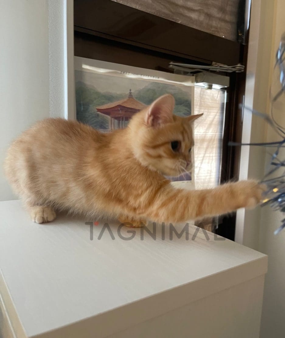 British shorthair kitten for sale, cat for sale at Tagnimal