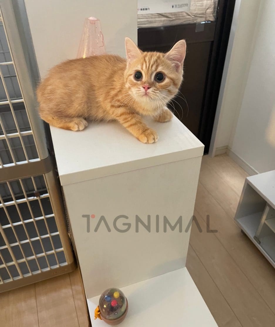 British shorthair kitten for sale, cat for sale at Tagnimal