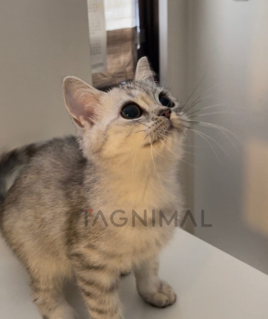 British shorthair kitten for sale, cat for sale at Tagnimal