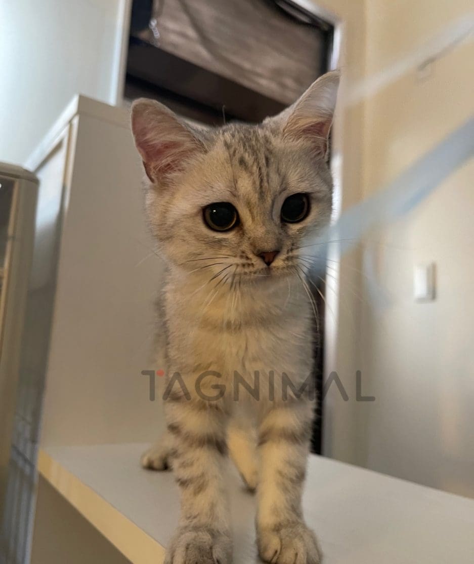 British shorthair kitten for sale, cat for sale at Tagnimal