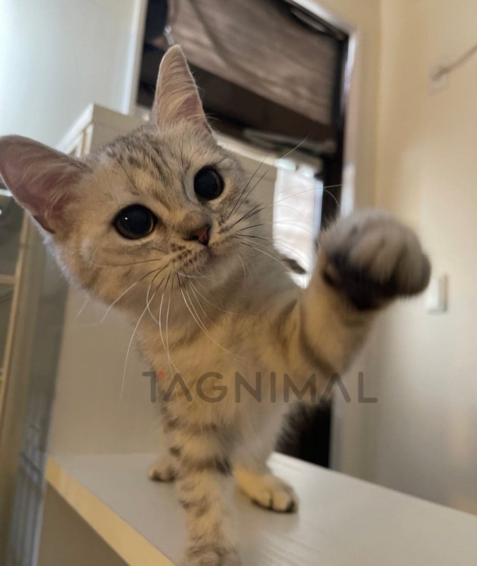 British shorthair kitten for sale, cat for sale at Tagnimal