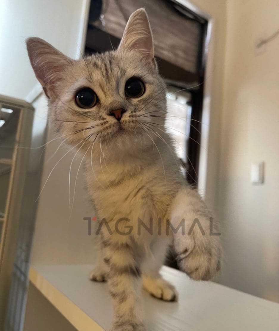 British shorthair kitten for sale, cat for sale at Tagnimal