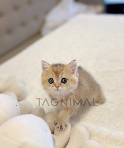 British shorthair kitten for sale, cat for sale at Tagnimal