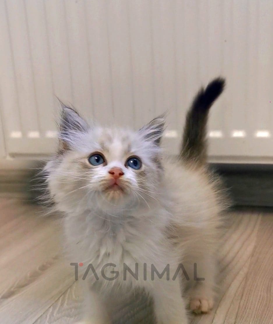 Ragdoll kitten for sale, cat for sale at Tagnimal