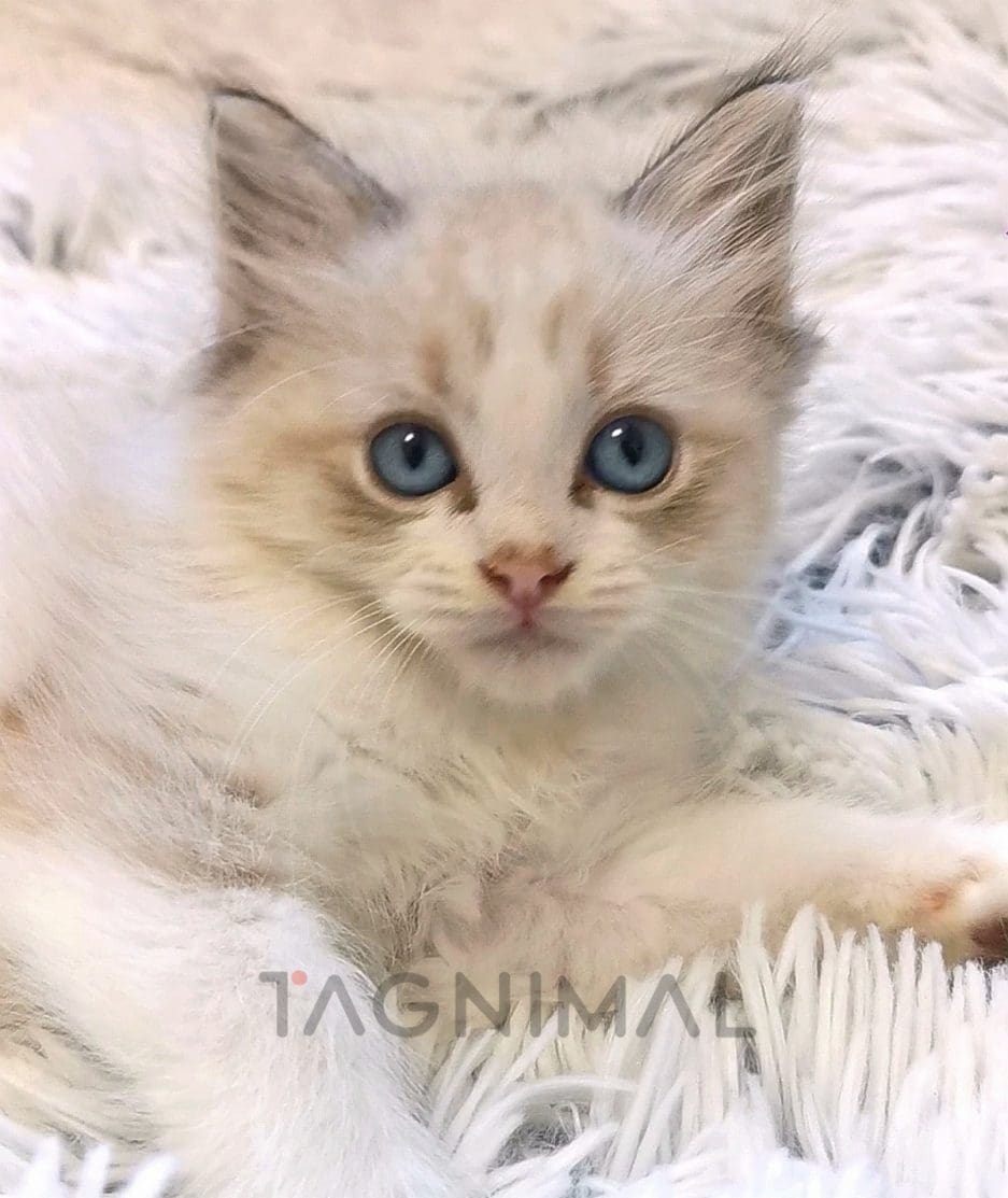 Ragdoll kitten for sale, cat for sale at Tagnimal