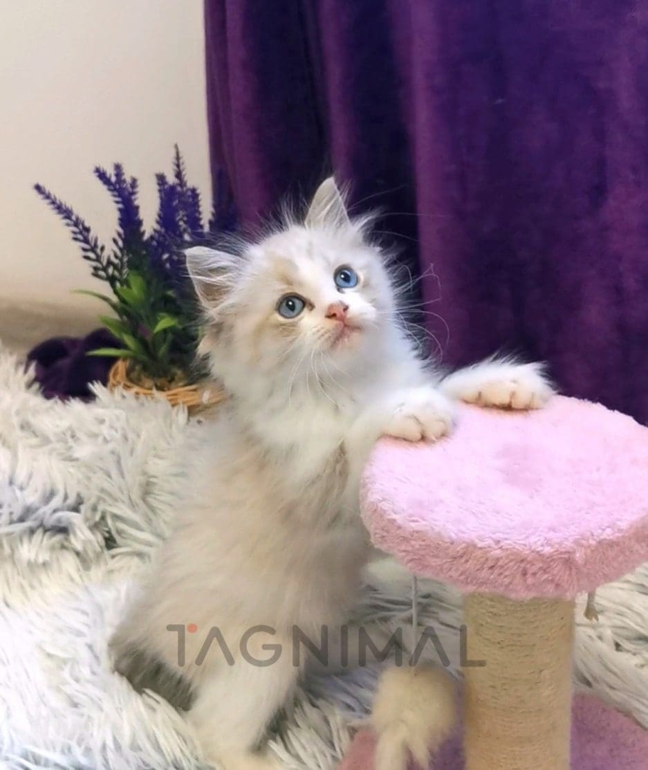 Ragdoll kitten for sale, cat for sale at Tagnimal