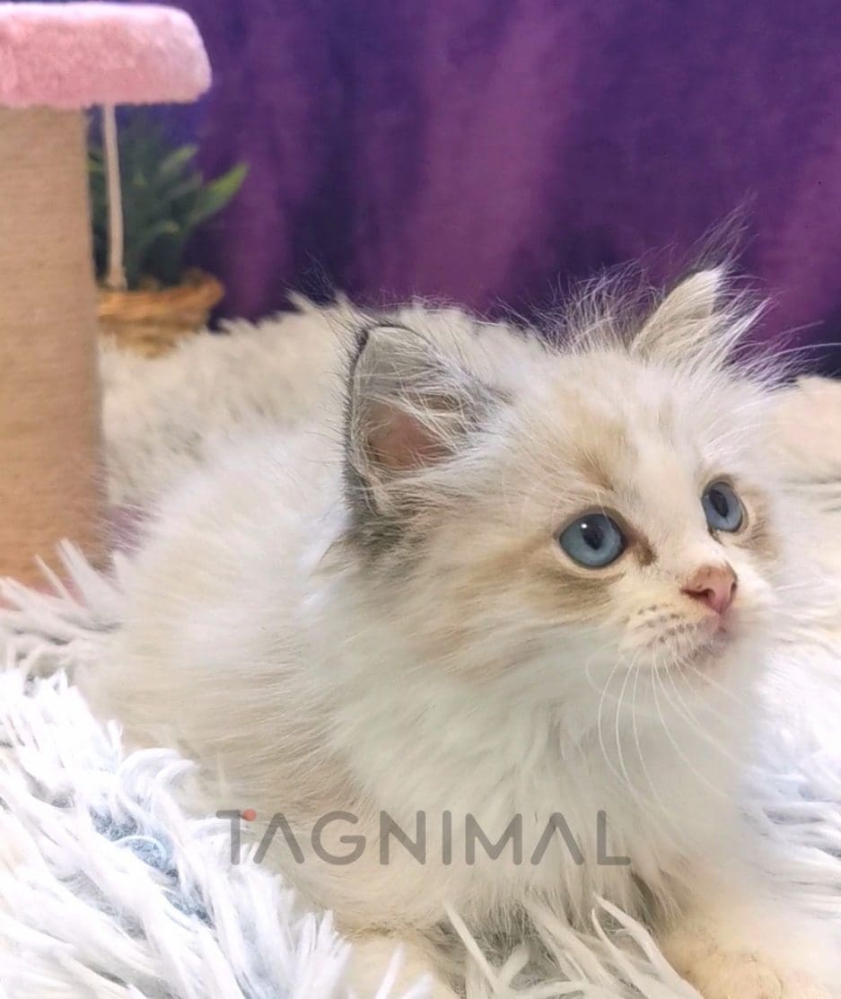 Ragdoll kitten for sale, cat for sale at Tagnimal