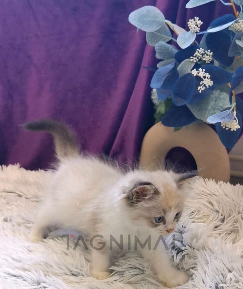 Ragdoll kitten for sale, cat for sale at Tagnimal