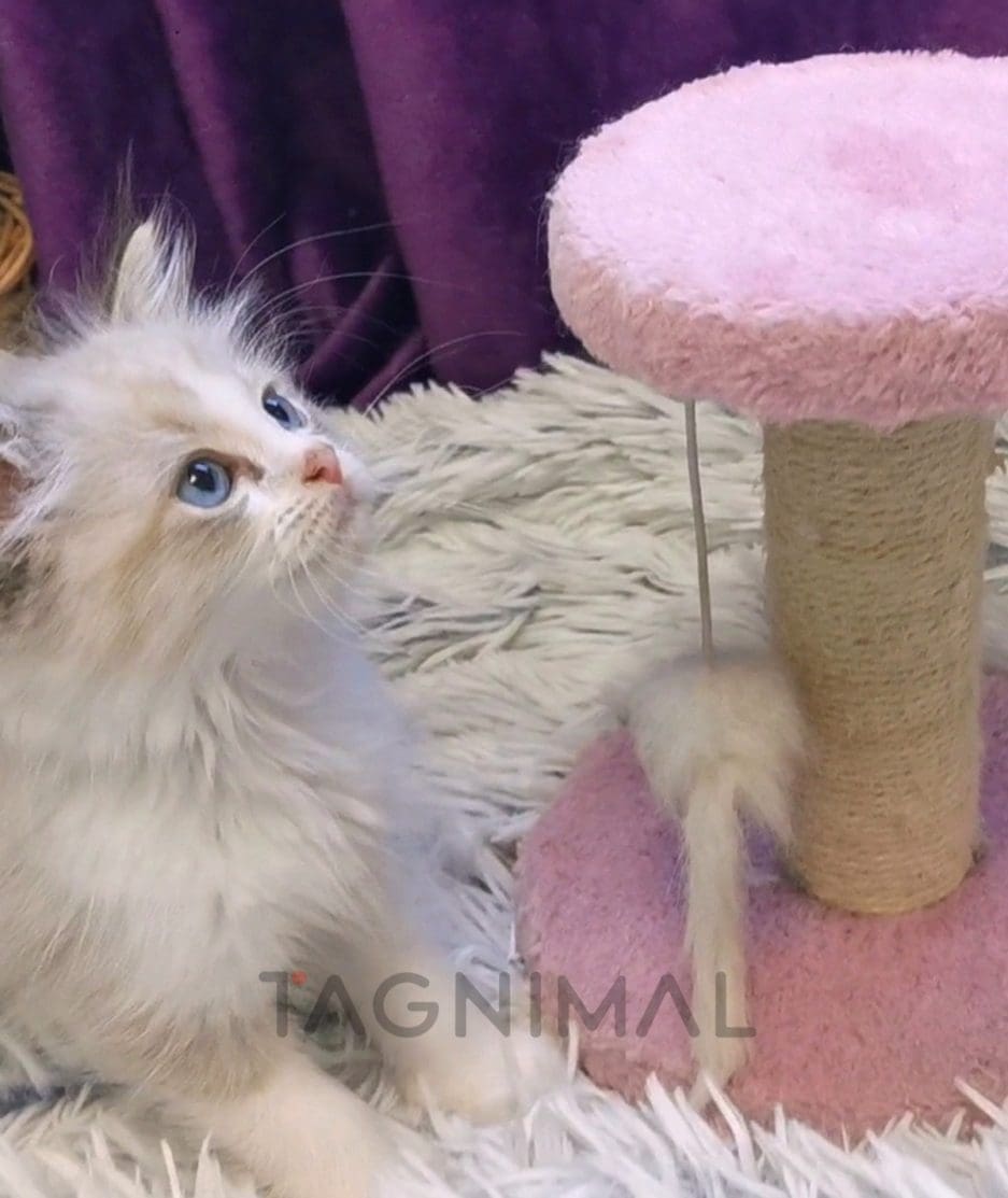 Ragdoll kitten for sale, cat for sale at Tagnimal