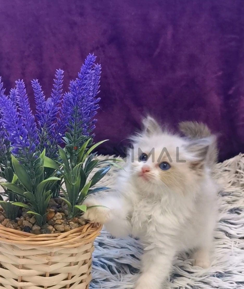 Ragdoll kitten for sale, cat for sale at Tagnimal