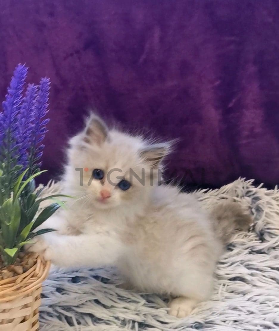 Ragdoll kitten for sale, cat for sale at Tagnimal