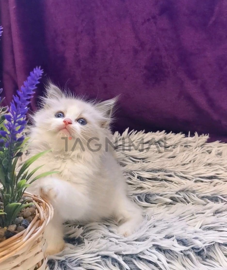 Ragdoll kitten for sale, cat for sale at Tagnimal