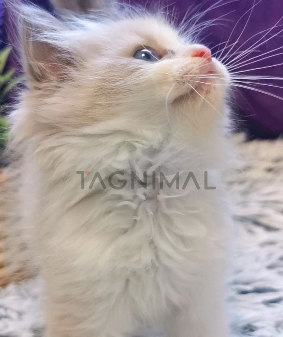 Ragdoll kitten for sale, cat for sale at Tagnimal