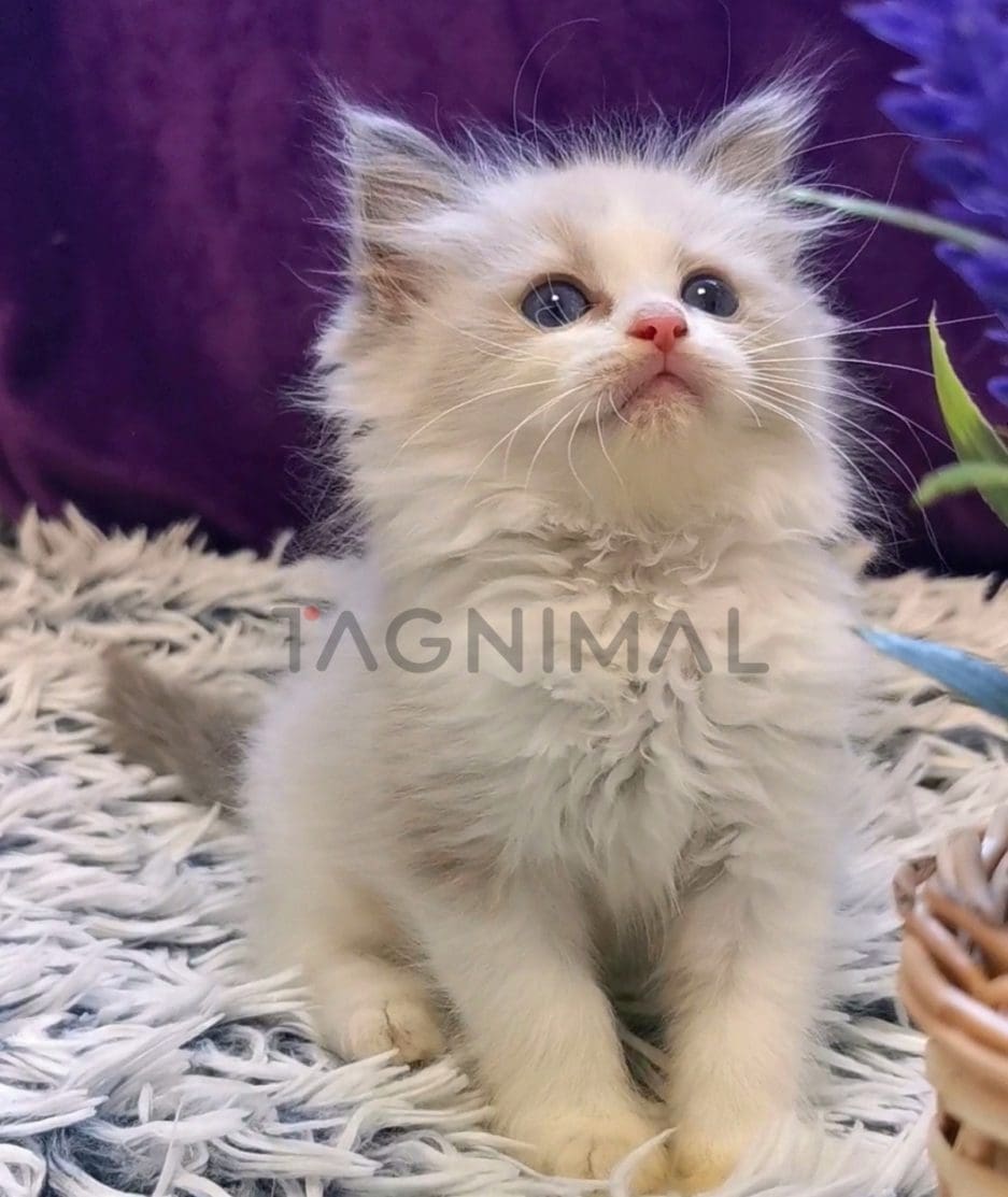 Ragdoll kitten for sale, cat for sale at Tagnimal