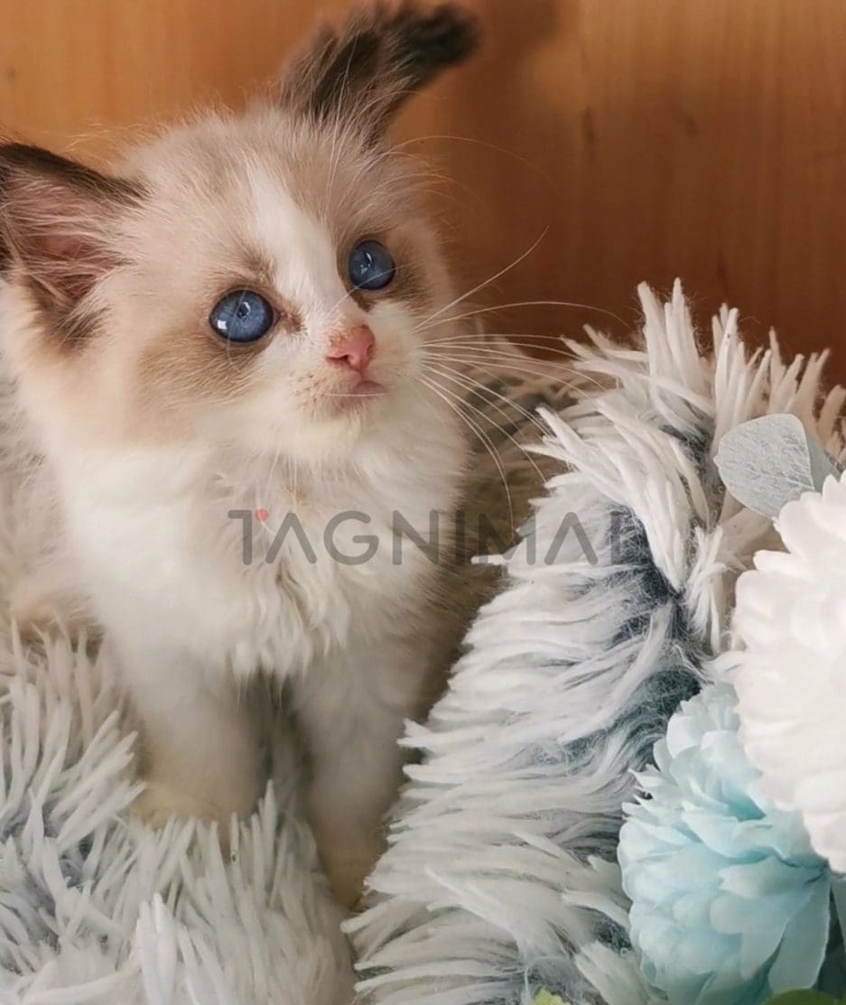 Ragdoll kitten for sale, cat for sale at Tagnimal