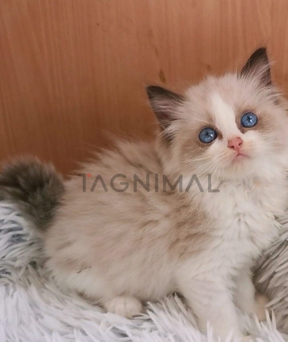 Ragdoll kitten for sale, cat for sale at Tagnimal