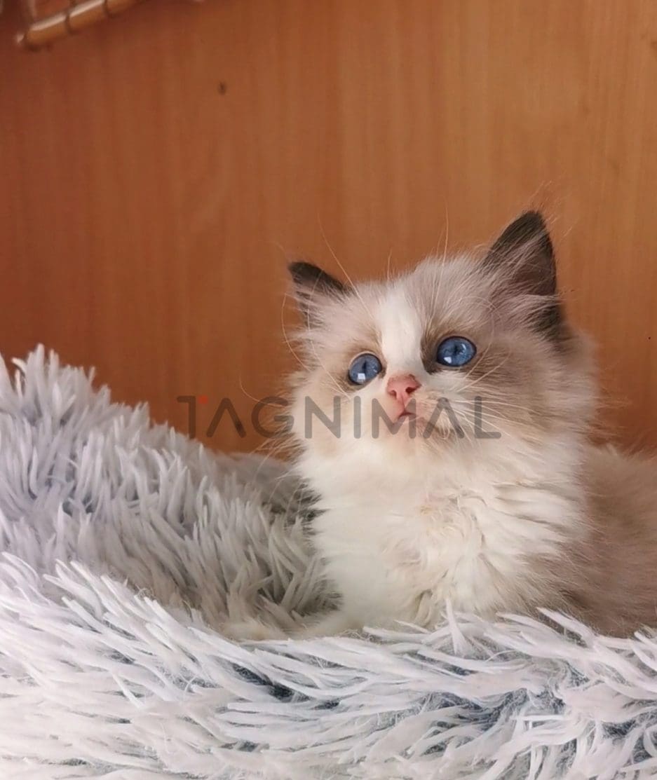 Ragdoll kitten for sale, cat for sale at Tagnimal