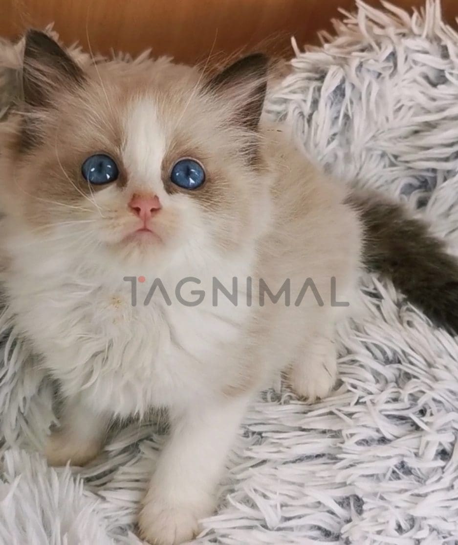 Ragdoll kitten for sale, cat for sale at Tagnimal