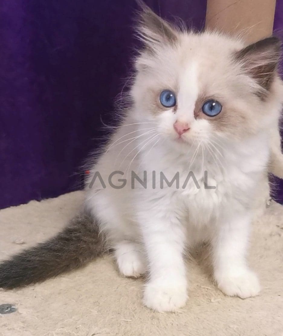 Ragdoll kitten for sale, cat for sale at Tagnimal