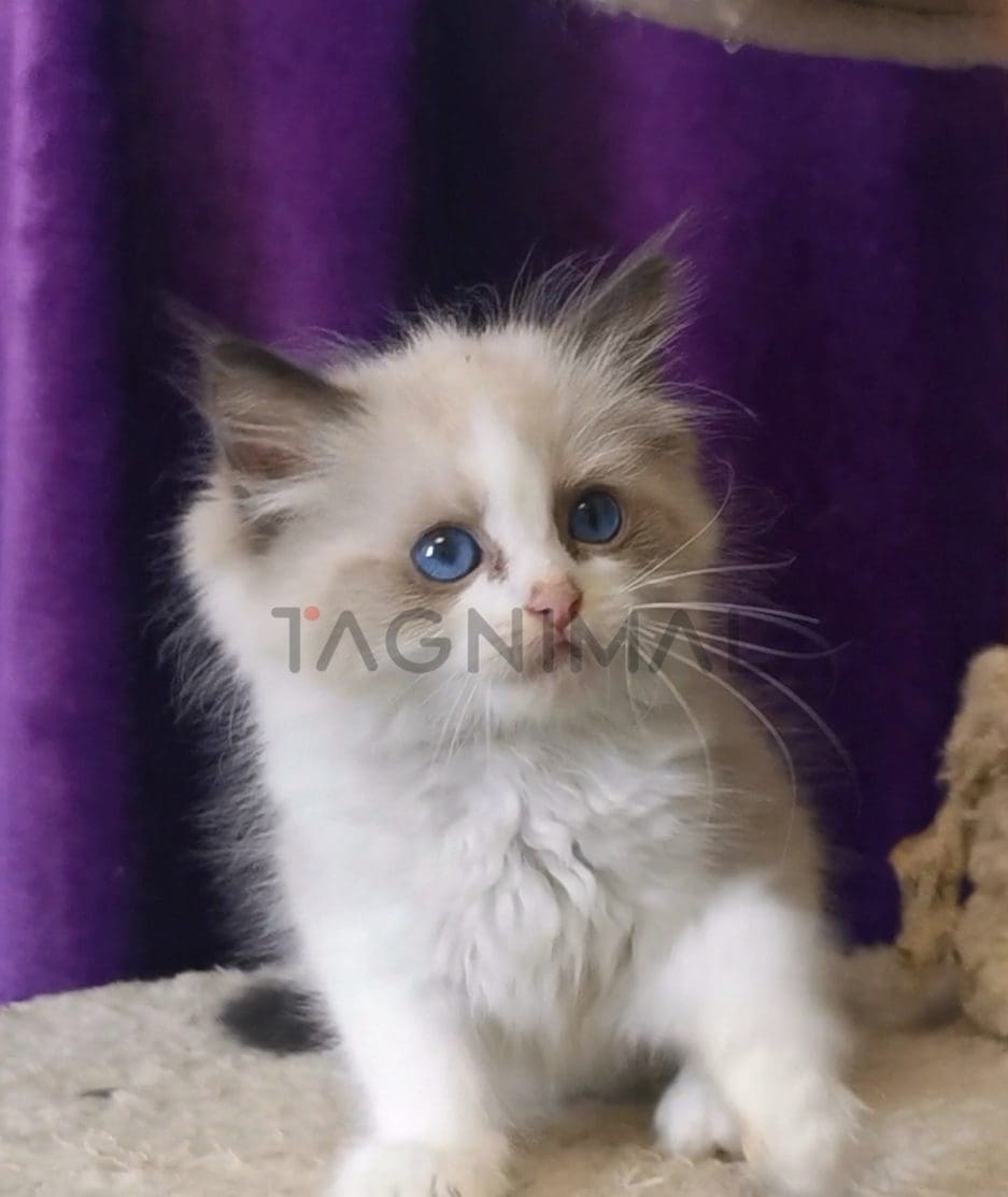 Ragdoll kitten for sale, cat for sale at Tagnimal